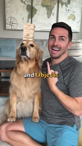 How I Taught my Dog to Balance Treats... and Objects ⭐️ New training community coming soon! Link in bio. Step 1: work on impulse control, place treats in the palm of your hand, move toward your dog, close your hand if they try to get the treat, when they’re patient mark/reward Step 2: place a high-value treat in one hand in front of your dog, gently set an object on their head, mark/reward Step 3: repeat, but place low-value treat on nose, release, and give high-value treat Step 4: repeat and increase the duration  Step 5: remove the high-value treat, place a treat on their nose mark/reward #goldenretriever #DogTraining #smile #happy #bffs