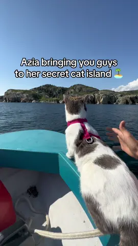 Premium cat content 🤌 #catsoftiktok #catisland #cattok #foryou 