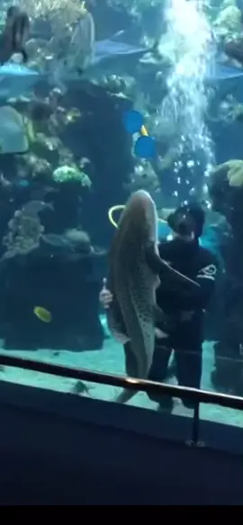 me if i ever see a shark 😻 #shark #sharks #sharkweek #zebrashark #marinebiology #diver #aquarium #cuteshark 