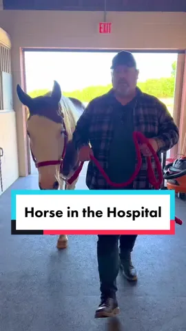 Our horse Magic isn't feeling well, but he's in the best possible hands ❤️ When it became clear he was having painful intestinal issues, our founders Ellie Laks and @Jay L. Weiner rushed Magic to the hospital. He's been getting lots of fluids that are already helping, and they're running tests so we can start a treatment plan soon. We can't wait for Magic to feel better and be back home with his beloved herd in our California barnyard #rescuehorse #horsesoftiktok #farmanimalsanctuary 