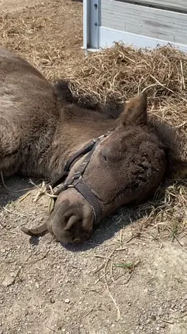 Baby Ivy gets so exhausted after running around all day. This voice is exactly how I picture her talking when she’s tired.  #baby #naptime #cuteanimals #cutebaby #cutepets #horses #sleepyanimals 