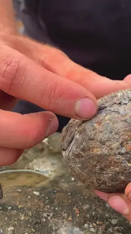 This rounded rock was opened after a long day of fossil hunting! 😍🤯 The fossil encased inside was simply remarkable, one of our favourite species! For ammonite rocks to crack open, please visit our official online store yorkshirefossils.NET (link in bio) or message directly on Instagram @yorkshire.fossils 🦕 For more videos, check our YouTube / TikTok! 🏝 Thanks for supporting our page! 🐊 #natural #nature #fossil #fossils #ancient #animals #art #ammonite #ammonites #dinosaur #scientist  #minerals #paleontology #whitby #geologist #dorset #geology #charmouth #jurassic #yorkshire #fyp 