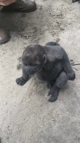 #animals #enalgunlugardelmundo 