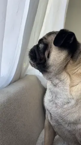 that escalated quickly… 🧌 #screamingpug #bark #pugs #funny #dogvideos 