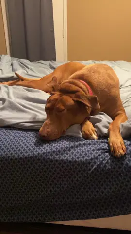 Sleeping beauty is ready to go! #fyp #bellebows #dogs #dogsoftiktok 