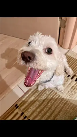 Ben geldiiimmmm😀 . . . . . #maltese #maltesedog #malteseoftiktok #malteseterrier #maltesepuppy #malteseterrierturkiye #malteseterrierdog #malteseterrierlover #dog #dogsoftiktok #doglover #doglife #viral #viralvideo #viraltiktok #viralpost #keşfet #keşfetteyizzz #keşfetbeniöneçıkar #reels #reelsinstagram #reels__tiktok #reelsviral #reelsvideo #eskişehir #bambam 