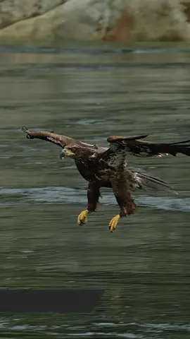 Look at those pantaloons! This young eagle is ready to prove it has what it takes to survive. I love how relaxed it is as it comes down but then the tension builds exponentially. Its talons clench into little fists and move closer to its body. They are now poised, spring loaded and ready to strike like a snake. All of that tension is released with one quick fatal blow. Its ascent becoming a graceful aerial ballet as it takes to the skies to devour its prized catch. Fish have it tough. Glad I’m not one.