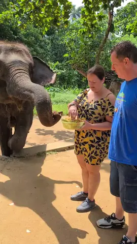 we fed the happiest #elephant delicious fruits before giving him a wash in the river at #millenniumelephantfoundation in #srilanka  - it was incredible!!!! #Memories #Honeymoon #honeymoondiaries #honeymoontour #Kandy 