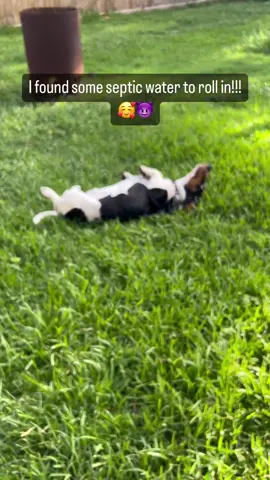 I was pleasantly surprised when I went out to play and found some septic water to roll in! Mom was not happy and I’m not sure what her problem was 🤷🏽‍♂️❤️🐾 who wants to come roll with me?! 😈🐾 . . . #dirtydog #havingfun #septicsystem #septic #yuck #stinky #rolling #dirtbag #playtime #wetdog #hosebath #hounddog #winston #basset #bassethound #bassetlove #bassethoundsoftiktok 