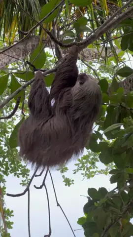 Watch this sloth taking a nap under the rain.  😴🌧️ Sloths hunker down whether it's sunny or rainy. They have specially adapted limbs and claws that allow them to hang or grip onto branches, enabling them to maintain their position for extended periods. This behavior helps them conserve energy and remain camouflaged in their natural habitat. #Hanging #Rain #cuteanimals #sloth #relax #friday 