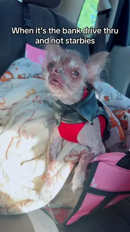 😭 But she wanted a pup cup! 🍦 follow and comment if you think i should take her to starbies. #pupcups #starbiestok #dogvideos #dogsofstarbucks #hairlesschihuahua #dogtok #hairlessdog #funnydogs #chihuahuastiktok #dogs 