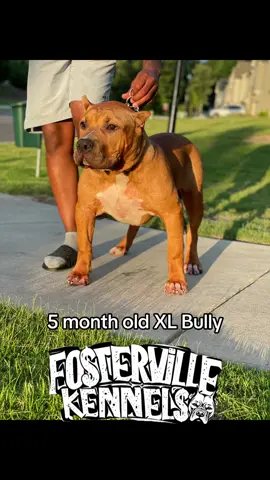 WE PRODUCE REAL QUALITY XL BULLIES‼️  #xlbully #bully #xl #abkc #fyp #atlanta #trending #viral #foryoupage #dog #bullies #bulliesoftikitok #pup #puppy 