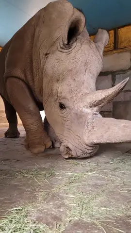He didn't waste any time coming over for a scratch today!! #bigbaby #goodboy #justababy #animals #outofafricapark #rhino #bigpuppy 