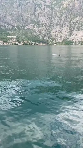 Herceg Novi #HercegNovi #ХерцегНови #Montenegro #BokaKotorska #CrnaGora #delfini 