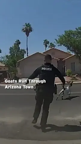 Police in Glendale, #Arizona, say officers received a call that there were two goats in the roadway. Concerned for commuters and the safety of the goats, police were dispatched to try to grab the livestock. Unfortunately for the cops and neighbors who tried to help, the goats likely saw this chase as a threat.  According to the #SmithsonianZoo, “If given a chance, goats can easily revert to feral or wild condition.” And even in the suburban neighborhood, these #goats made for a wild chase!