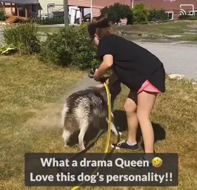 When you sign your husky up for a spa day, but they're all about that #DirtTherapy! 🛁🌱 Can't blame 'em for following their instincts! 😂 -- Thankful my mom hasn't done this!#ScreamingHusky #BathTimeGoneWrong #DirtyDoggieDelights #HuskyHijinks #dog #dogsoftiktok #fyp  📷:Ashley Bowers/FB