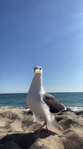 i was trying to take this cute video of us running into the water but someone photobombed #Summer #beach #funny #lol #fyp 