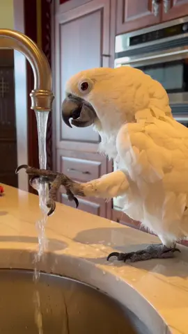 Parrots like to play in water too 🥰 #cockatoo #parrot #parrotsoftiktok #cuteanimals #funnyanimals #fyp #adoptdontshop #foryoupage 
