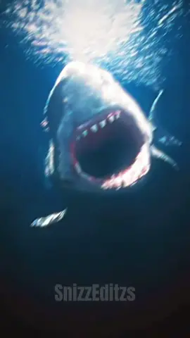 First edit‼️🔥 #edit #shark #greatwhiteshark #animals #capcut #cc #fyp #viral 