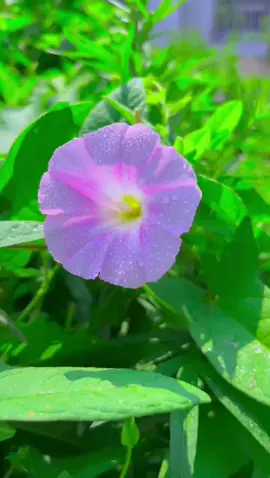 #花 #綺麗 #goodmorning #beautifulflower #scenery #お花のある暮らし #美しい景色 