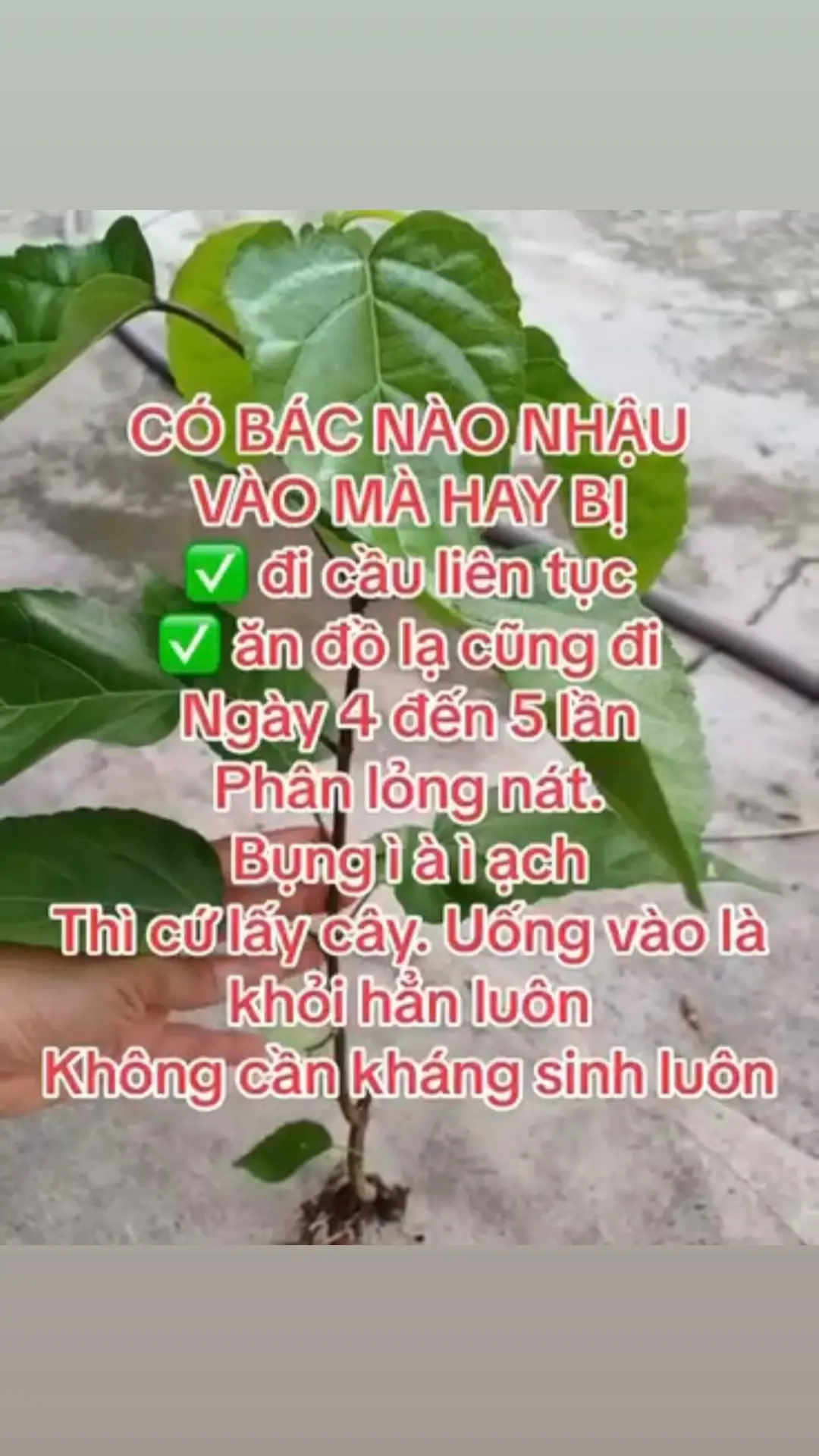 #xuhuongtiktok 