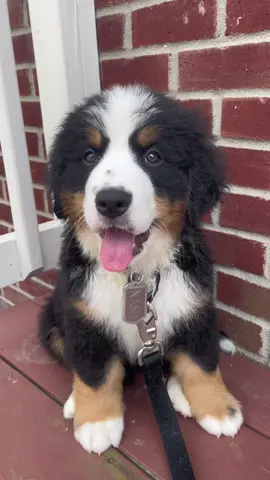 today im 10 weeks old! 🎈🥳 #bernesemountaindog #bernesemountaindogpuppy #bernerpup #bernerpuppy #nashtheberner #nash #puppy #10weeksold #funny #dogtok #puppytok #dog #Love #doglover 