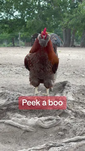 Hiho & George #minipig #Summer #pets4life #mypigfilledlife #bekind #rescue #hot #roosterrescue #nonprofit #fyp 