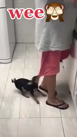 #dog #wee #animals #foryou #moment #fannyvideo @Wee_welt @Wee_welt @Wee_welt 