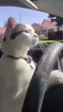 cat driving whip #fyp #meme #foryoupage #cat #car 