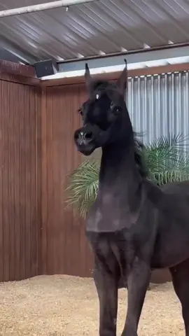 #مهره _عربي_اصيل#ملوك_الخيل_دهمها #ركوب_خيل❤️🐴 