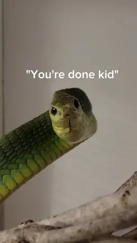 This is the Boomslang, the most venomous snake in Africa. #reptiles #boomslang #venomoussnakes #fakesnake #educational #LearnOnTikTok #noperope #bullettrain 