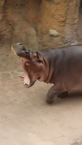 Timothy the hippo is all gas, no brakes! 🦛💨 #animals #wildlife #hippo #cuteanimals #funnyanimals 