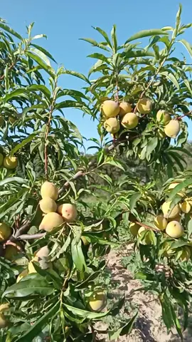 Duraznos del monte grande! #duraznos #duraznocrioyo #duraznonatural #arboldedurazno #cosecha