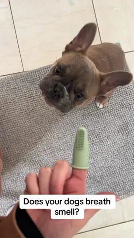 It is very important we take care of our dogs health and cleanliness as much as we do our own. You can purchase this pet toothbrush so you can remove plaque,tartar and bad breath and promote good oral hygiene for your pet. #fyp #puppy #oralhealth #cleanpuppy #freshbreath #frenchbulldog #petproducts #petcare #fingerbrush 