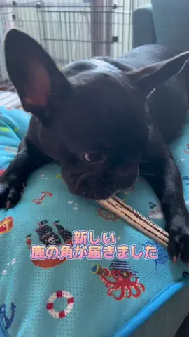 #鹿の角 #フレブル #フレンチブルドッグ #frenchbulldog #ブルドッグ #イングリッシュブルドッグ #englishbulldog 