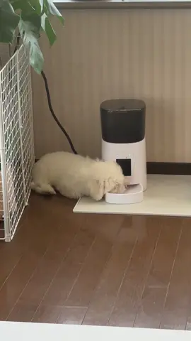 乱暴に給食餌器に怒る赤ちゃん。 #ワンチャン #子犬 #ビションフリーゼ #ペットのいる暮らし #自動給餌器 