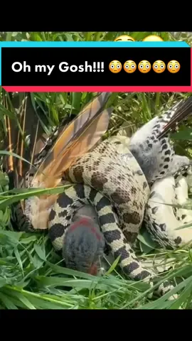 Bird fights snake that’s preying on her chicks in their nest ! 😳😳😳 #nature #wildlife #africa #spiceyelle #animals #spiceyelle #safari #gamedrive #adventure 