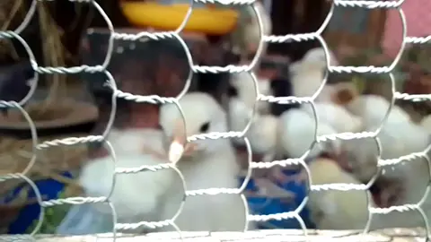 ☺️🐤🕊️