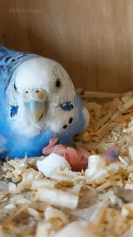 How do Budgies feed their young. there are wonderful shots of a female parakeet feeding her chicks in the nest. You can see the mother budgie gently and carefully transferring food to the chick's mouth, in a touching and beautiful display of the bond between a mother and her young. #ti #اكسبلور #مشاهدات_تيك_توك #tiktokarab #budgie #مشاهير_تيك_توك #tiktokviwes 