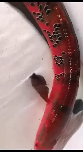 CHANNA MARU RED BARITO JUMBO