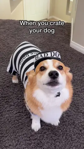Prison life is ruff #relatable #dogdad #doglife 