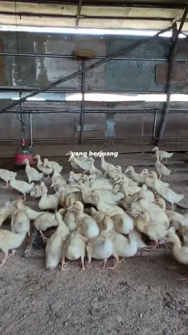 DOD umur 18 hari 🦆🦆 #peternakmuda#peternakmudaindonesia#bebekhibrida#peternakbebek#petanibebek#Bebekpedaging#bebekpeking#CapCut#capcutindonesia 