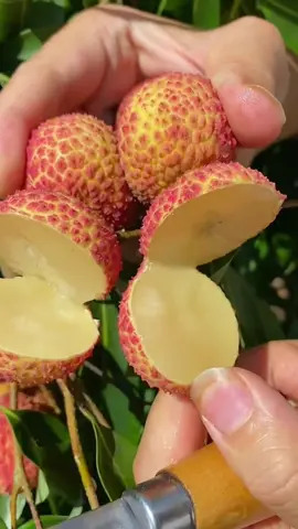 OMG😱no seeds?🤤😋#usa #fruit #asmr 
