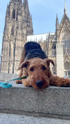 I have been really surprise when my boyfriend showed me that willi now can bow down 😂 how epic does it look in front of the cologne cathedral?! 😍  #dogreel #cuteanimals #airedaleterrier #doglove #airedalecommunity #dogvideo  #dogsofinstagram #reel #cologne #puppylove #trickdog #hundetraining #natur #cutepuppy #puppyreel #adventure #trendreel #foxterrier #welshterrier #sportydog #petfluencer #airedaleterrierworld #kingofterriers #terrier #terriersofinstagram #hundeaufinstagram #hundewelt  #hundefotografie #kölnerdom #colognecathedral 