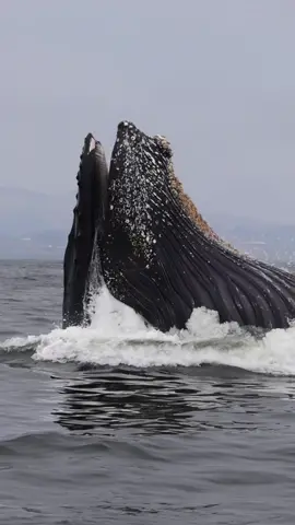 We have tons of sardines & anchovies in the bay which brought in LOTS of hungry Humpbacks today!🙌😌 We saw several vertical lunges on both trips today! 🐳Book now using link in bio🎉 #whalewatching #whale #tail #humpbackwhale #breach #jump #fly #low #news #media #lunges #wildlife #montereycalifornia #coast #cali #sun #fun #fact 