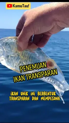 Ikan Transparan #kamutau1220 #salpamaggiore #ikan #laut #edukasi #faktamenarik #hewanunik #faktaunik 