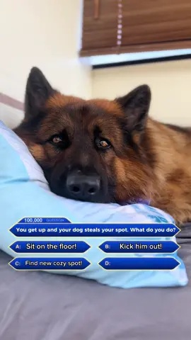 Let me know your answer in comments! #dog #germanshepherd #viral #100000 