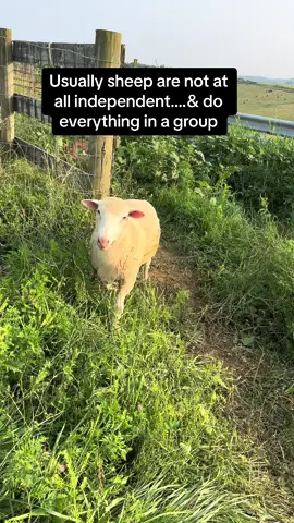 Tinkles is probably the most independent sheep I’ve ever had ❤️#sheepfarm #farm #farmer #sheep #sheepfarmer #dorsetsheep 