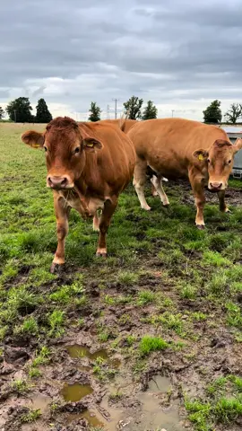 Blessed to have these girls ❤️ #blessed #cows #cowsoftiktok #cowsontiktok #foryou #farmgirl #limousin #fyp #farmlife #farmingtiktok #farminglife #farmtok #farm #goviral #farmingincumbria 