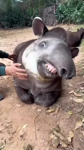 jinak betul kau nie ye.. 😂😂 #tenuk #tapir 